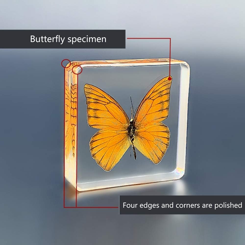 琥珀の中の蝶標本 Amazon.co.jp: 昆虫樹脂、本物の昆虫標本、本物の蝶の標本を教える樹脂